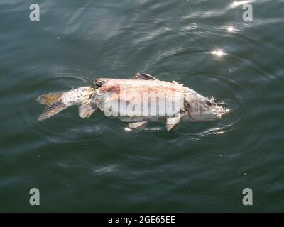Carpe commune, Cyprinus carpio, poissons morts flottant dans l'eau, Haringvliet, pays-Bas Banque D'Images