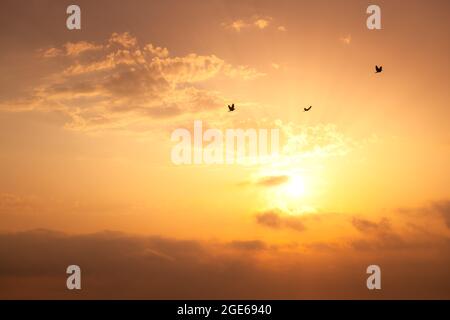 Mouettes volantes au-dessus de la mer sur le lever du soleil Banque D'Images