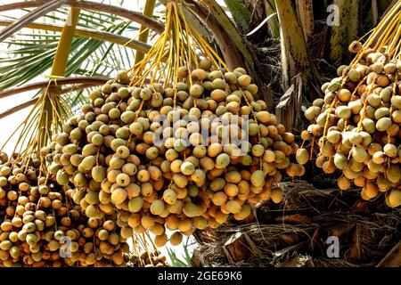 palmiers avec dates dans LES FERMES DU QATAR - QATAR Banque D'Images