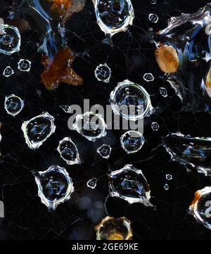 Photo macro de quelques gouttes d'eau capturées dans la toile d'une araignée Banque D'Images