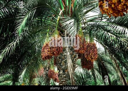 palmiers avec dates dans LES FERMES DU QATAR - QATAR Banque D'Images