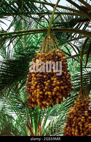 palmiers avec dates dans LES FERMES DU QATAR - QATAR Banque D'Images