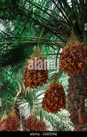 palmiers avec dates dans LES FERMES DU QATAR - QATAR Banque D'Images