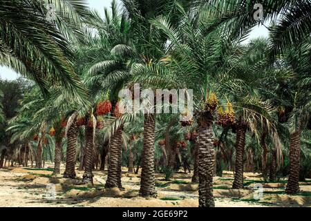 palmiers avec dates dans LES FERMES DU QATAR - QATAR Banque D'Images