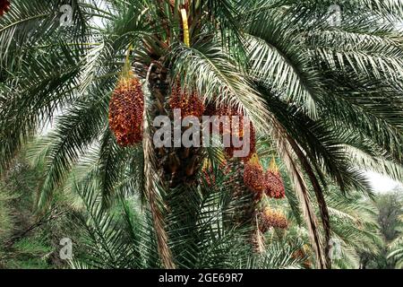 palmiers avec dates dans LES FERMES DU QATAR - QATAR Banque D'Images