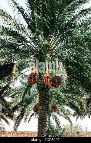 palmiers avec dates dans LES FERMES DU QATAR - QATAR Banque D'Images