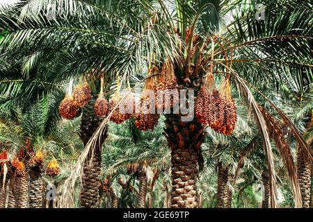 palmiers avec dates dans LES FERMES DU QATAR - QATAR Banque D'Images