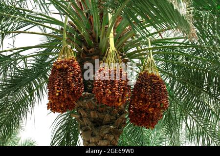 palmiers avec dates dans LES FERMES DU QATAR - QATAR Banque D'Images