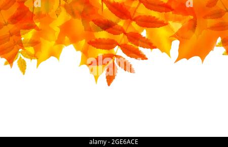 Bordure sans couture avec feuilles d'automne, illustration vectorielle Illustration de Vecteur