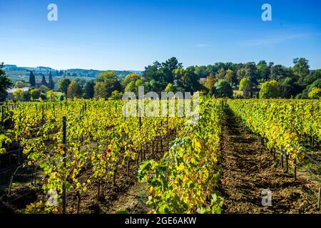 Monestier (sud-ouest de la France) : vignes du domaine viticole « Château Monestier la Tour », vignobles biodynamiques pour la production des trois P Banque D'Images