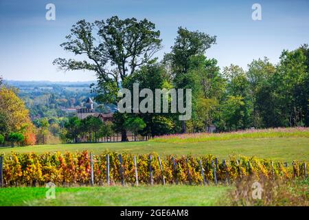 Monestier (sud-ouest de la France) : vignes du domaine viticole « Château Monestier la Tour », vignobles biodynamiques pour la production des trois P Banque D'Images