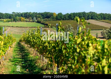 Monestier (sud-ouest de la France) : vignes du domaine viticole « Château Monestier la Tour », vignobles biodynamiques pour la production des trois P Banque D'Images