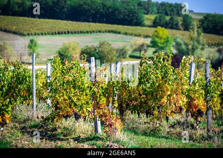 Monestier (sud-ouest de la France) : vignes du domaine viticole « Château Monestier la Tour », vignobles biodynamiques pour la production des trois P Banque D'Images