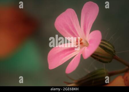 Robert Geranium (cigognes) Banque D'Images