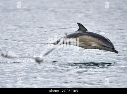 Prise de vue en téléobjectif d'un dauphin commun à bec court aéroporté en mer, photosommée par un moulus. Pris d'un bateau sur le chemin des Shiant Isles. Banque D'Images