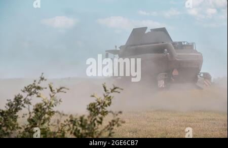 La moissonneuse-batteuse récolte le seigle et le blé dans des nuages de poussière et de restes de paille. Photo de jour de la machine à travailler en campagne à la fin de l'été. En saison Banque D'Images