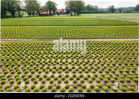 Pays-Bas, Saasveld. Pépinière de plantes et d'arbres. Banque D'Images