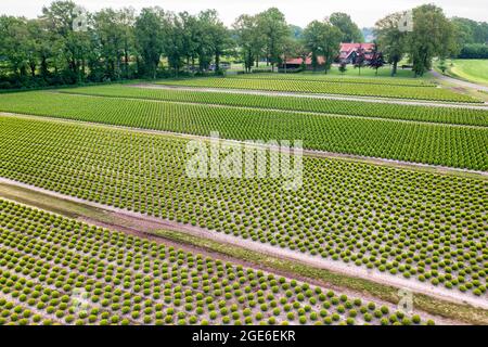 Pays-Bas, Saasveld. Pépinière de plantes et d'arbres. Antenne. Banque D'Images