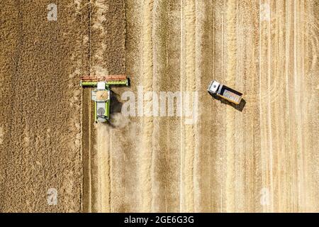 la moissonneuse-batteuse dans le champ récolte du blé et le chariot s'approche pour charger le grain. vue de dessus de l'antenne. Banque D'Images