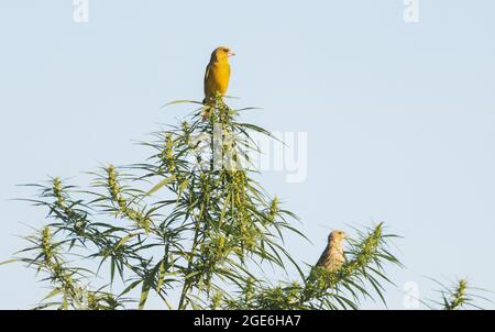 les greenfinches sont assises sur un buisson de chanvre Banque D'Images