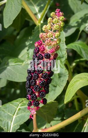 Phytolacca acinosa, pokeweed indien, feuillage et fruits dans le jardin Banque D'Images