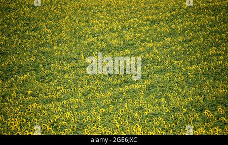 Tournesols croissant fortement dans cette photo prise pendant l'été en France Banque D'Images