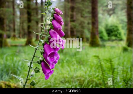Fleurs sauvages pourpres de renards qui poussent dans une forêt de pins en Irlande Banque D'Images