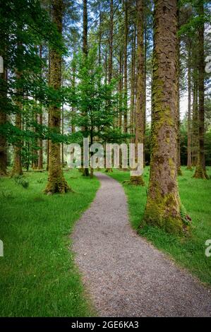 Un chemin en pierre à travers des pins avec de l'herbe sur le plancher de la forêt en Irlande Banque D'Images