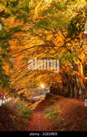 Corridor de l'érable près du lac Kawaguchi et Mt. Fuji, le Japon au cours de l'automne. Banque D'Images