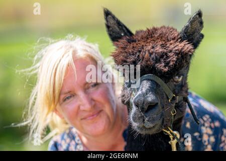 Photo du dossier datée du 09/08/21, de Geronimo l'alpaga et de sa propriétaire Helen Macdonald, à Shepherds Close Farm à Wooton Under Edge, Gloucestershire. L'alpaga qui doit être détruit parce que le gouvernement dit qu'il a la tuberculose bovine vivra un autre jour après l'ajournement d'une audience urgente de la haute Cour. Date de publication : le mardi 17 août 2021. Banque D'Images