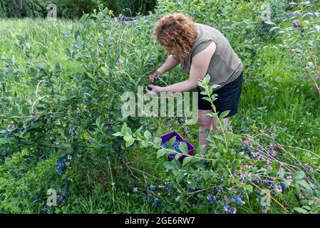 Une femme caucasienne récolte des bleuets dans une ferme.