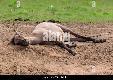 Poulain reposant sur le sol. Les poneys sauvages de Dülmen (également appelés les Dülmener ou les Duelmen), race semi-sauvage, Muensterland, Allemagne Banque D'Images