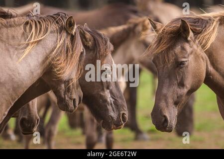 Gros plan, les poneys sauvages de Dülmen (également appelés les Dülmener ou les Duelmen), rare race semi-sauvage dans le Muensterland, Allemagne Banque D'Images