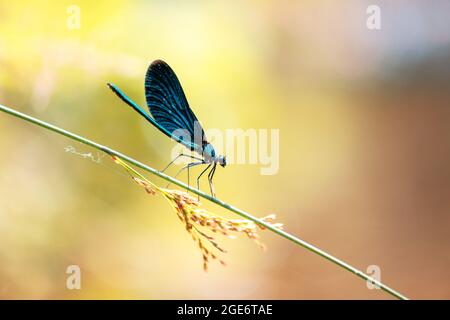 Belle scène de nature avec prise de libellule sur la branche verte. Photographie macro Banque D'Images