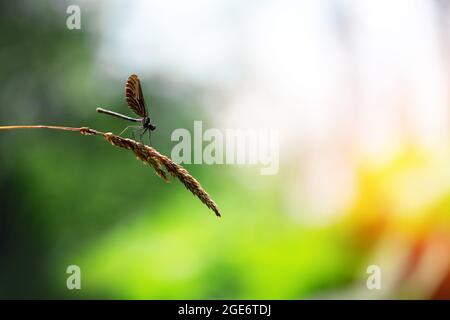 Belle scène de nature avec prise de libellule sur la branche verte. Photographie macro Banque D'Images