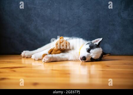 Un petit chien blanc chiot race husky sibérien avec de beaux yeux bleus repose sur un sol en bois avec un jouet ours en peluche. Photographie de chiens et d'animaux de compagnie Banque D'Images