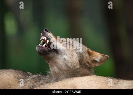 Un loup européen à Highland Wildlife Park et zoo près de Kingussie, Highland, Écosse. Le parc est situé dans le parc national de Cairngorms. Banque D'Images