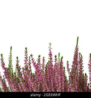 Fleurs de bruyère ou plante de Calluna vulgaris isolée sur fond blanc Banque D'Images