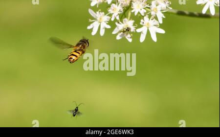 Un vol stationnaire en vol, Chipping, Preston, Lancashire, Royaume-Uni Banque D'Images