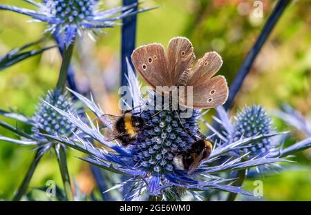 Un papillon de ringlet avec des abeilles bourdes sur le chardon alpin, Chipping, Preston, Lancashire, Royaume-Uni Banque D'Images