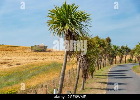 Combiner l'orge à côté du jardin botanique Logan, Port Logan Stranraer, Dumfries et Galloway après une longue période de sécheresse. Le climat exceptionnellement doux Banque D'Images