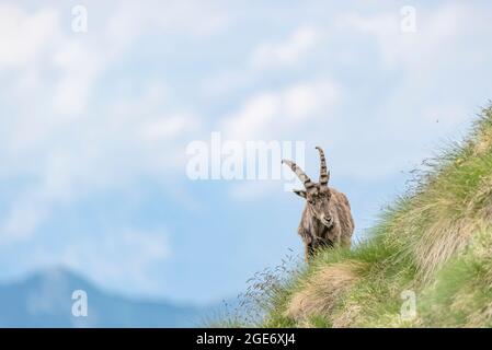 Portrait étonnant de la femme alpine ibex dans les montagnes (Capra ibex) Banque D'Images