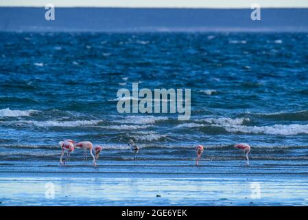 Les flamants se rassemblent dans la lagune de Pampas, province de la Pampa, Patagonie, Argentine. Banque D'Images