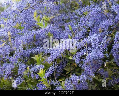 Couronne violette (Petrea Volubilis), jardin botanique, Funchal, Madère, Portugal, Europe Banque D'Images