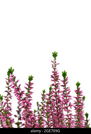 Fleurs de bruyère ou plante de Calluna vulgaris isolée sur fond blanc Banque D'Images