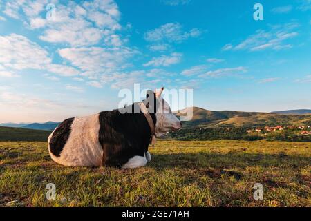 Vache laitière en liberté reposant sur les pentes des collines de Zlatibor au lever du soleil de printemps Banque D'Images