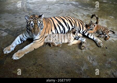 Dhaka. 17 août 2021. Deux petits tigres du Bengale royal sont vus avec leur mère au zoo national du Bangladesh à Dhaka, au Bangladesh, le 17 août 2021. Credit: Xinhua/Alay Live News Banque D'Images