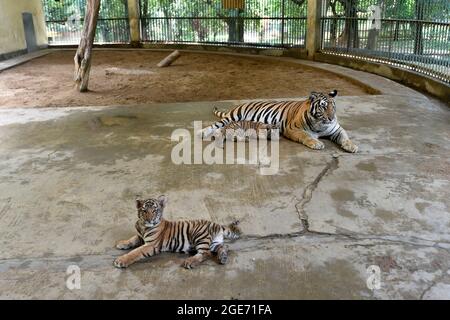 Dhaka. 17 août 2021. Deux petits tigres du Bengale royal sont vus avec leur mère au zoo national du Bangladesh à Dhaka, au Bangladesh, le 17 août 2021. Credit: Xinhua/Alay Live News Banque D'Images