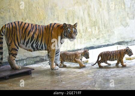 Dhaka. 17 août 2021. Deux petits tigres du Bengale royal sont vus avec leur mère au zoo national du Bangladesh à Dhaka, au Bangladesh, le 17 août 2021. Credit: Xinhua/Alay Live News Banque D'Images