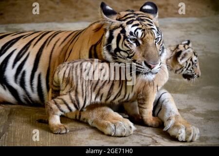 Dhaka. 17 août 2021. Un tigré royal du Bengale est vu avec sa mère au zoo national du Bangladesh à Dhaka, au Bangladesh, le 17 août 2021. Credit: Xinhua/Alay Live News Banque D'Images